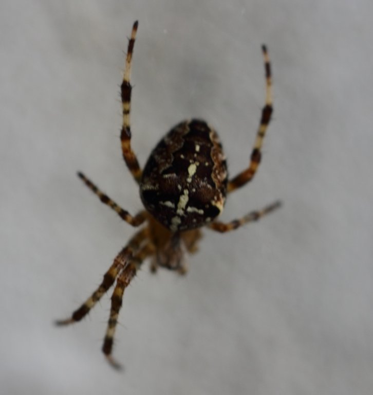 Image IMG_9386x1039.JPG